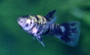 guppy?