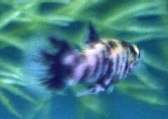 guppy?