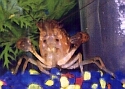 9/22/99 crayfish 1