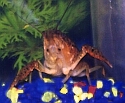 9/22/99 crayfish 3