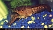 9/25/99 crayfish 5