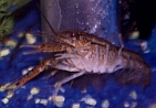 crayfish