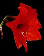 amaryllis