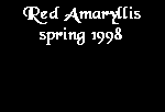 Amaryllis text