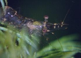 freshwater shrimp
