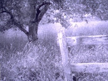 Meadow Tree and Fence Post by David Putnam