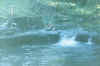 nature0199.jpg (73666 byte)