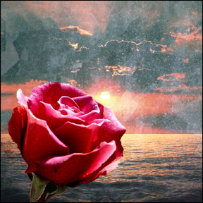rose.jpg (52422 bytes)