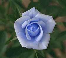 Blue Rose