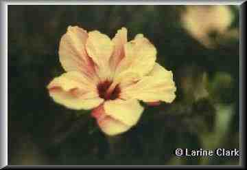 Okinawa Bloom