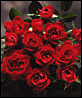 Dozen Roses