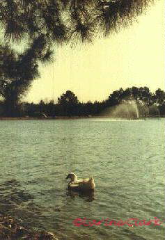 swan on a lake