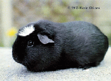 American crested, black