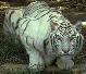 Stolen White Tiger