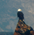 Eagle
