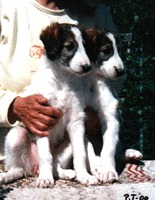 Photo: Paula Tiittanen