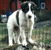 Photo: Paula Tiittanen