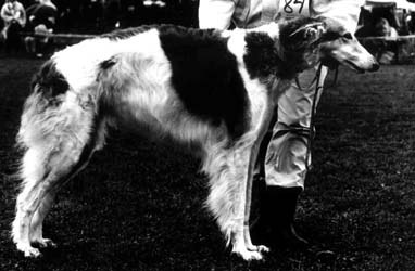 Photo: P. Hostikka-Vuokare