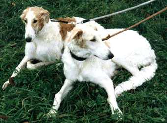 Photo: Hanna Virtanen