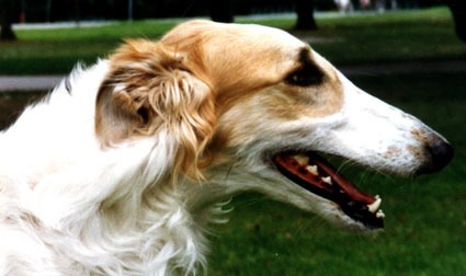 Photo: Hanna Virtanen