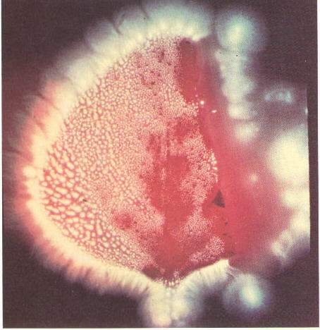 April_18_1999_2.jpg (34817 bytes)