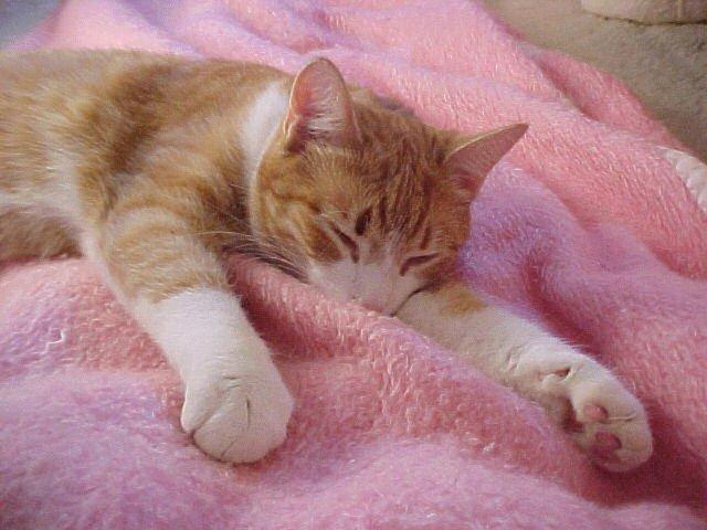 13.jpg (47939 bytes)