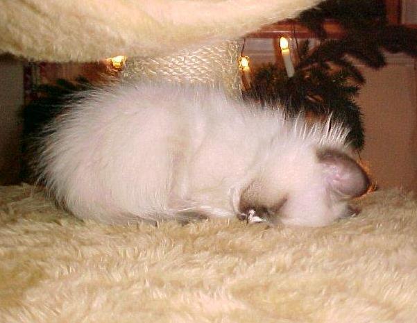 14.jpg (40766 bytes)