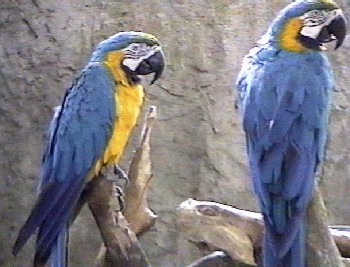 28krparrots2TN.jpg