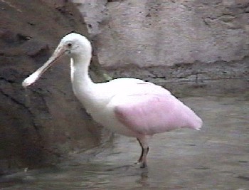 29krspoonbillTN.jpg