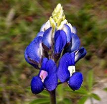 Bluebonnet