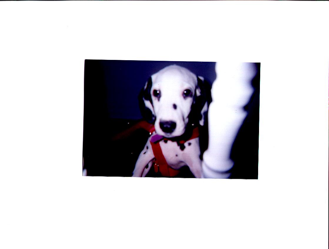 Sax The Dalmatian