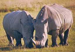 Rhinos, Kenya