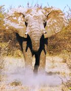 Elephant, Africa