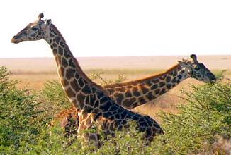 Giraffes, Tanzania