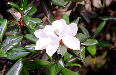 magnol1.jpg (41512 bytes)
