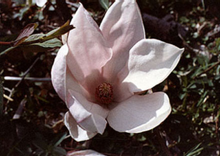 The Magnolia~symbol of the south (41650 bytes)