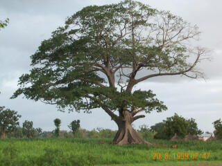 The big tree