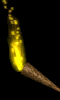 right_torch.gif (5488 bytes)