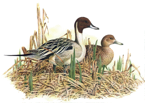 Couumbia Basin Pin Tails