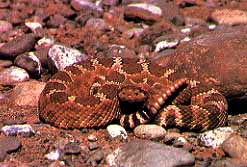 Just a friendly little Columbia Basin rattler