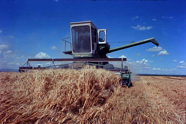 Columbia Basin wheat the result of Grand Coulee and irrigation
