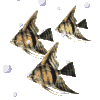 fishbubblesclr.gif (12931 bytes)