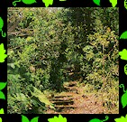 Caribbean villa for rent on Montserrat in the West Indies