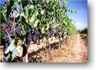 Brunello vineyards beneath Montalcino