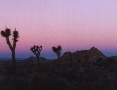 Sunrise in Joshua Tree NP