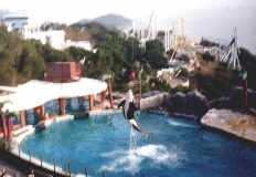 whale.jpg (5978 bytes)