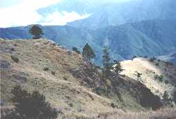 crying.jpg (6568 bytes)