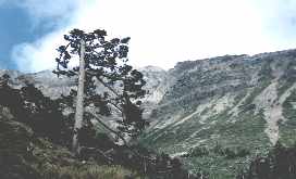 jadetree.jpg (7250 bytes)