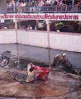 crocshow.jpg (7260 bytes)