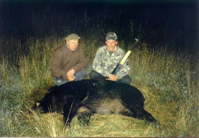 pig1.jpg (41303 bytes)